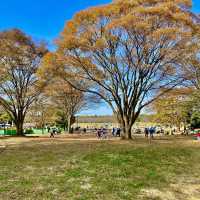 国営昭和記念公園のみんなのはらっぱ