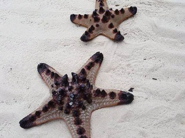 Camotes Islands