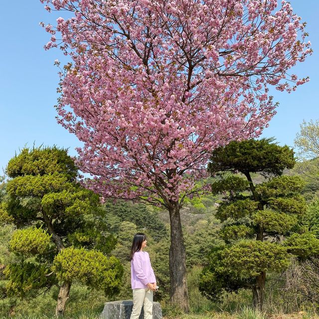 겹벚꽃은 천안 각원사에서 즐겨요