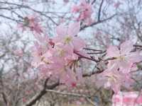 廣洲櫻花樂園