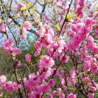 제주 현지인들의 벚꽃 명소 