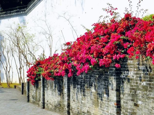 九龍城寨公園賞花好去處