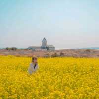 🌼황홀한 노란빛이 일렁이는 [섭지코지]