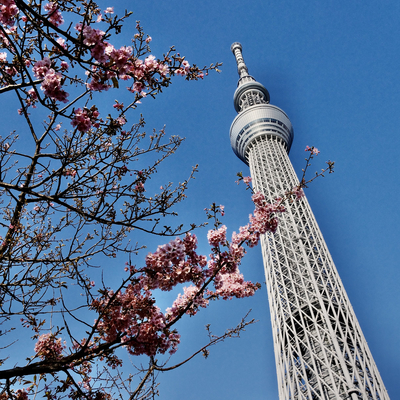 東京スカイツリーと桜 Trip Com 東京の旅のブログ