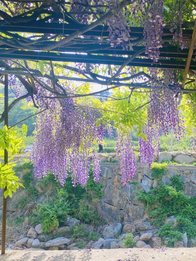 보랏빛 등나무꽃 터널을 만날 수 있는 곳💜