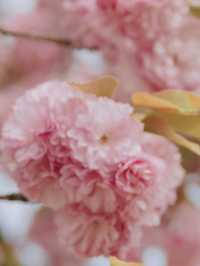 미사경정공원 겹벚꽃🌸