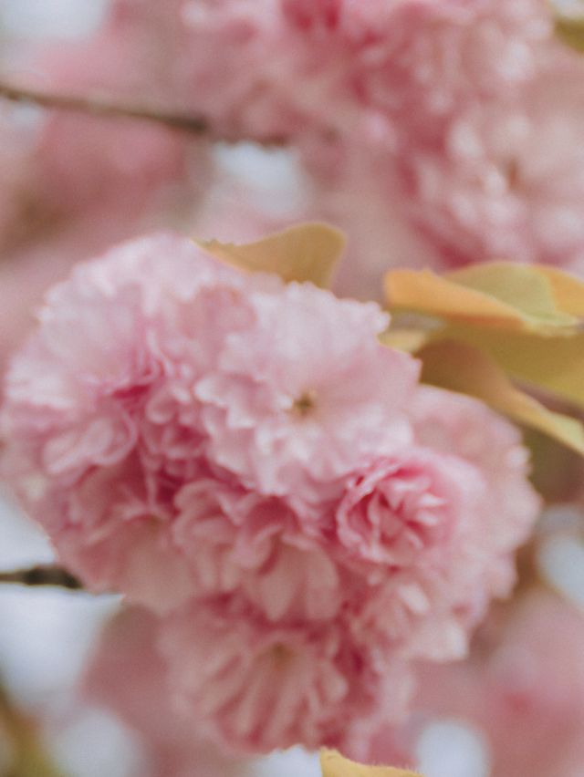 미사경정공원 겹벚꽃🌸