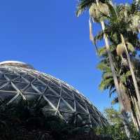 보타닉가든-마운틴쿠사 : Brisbane Botanic Gardens