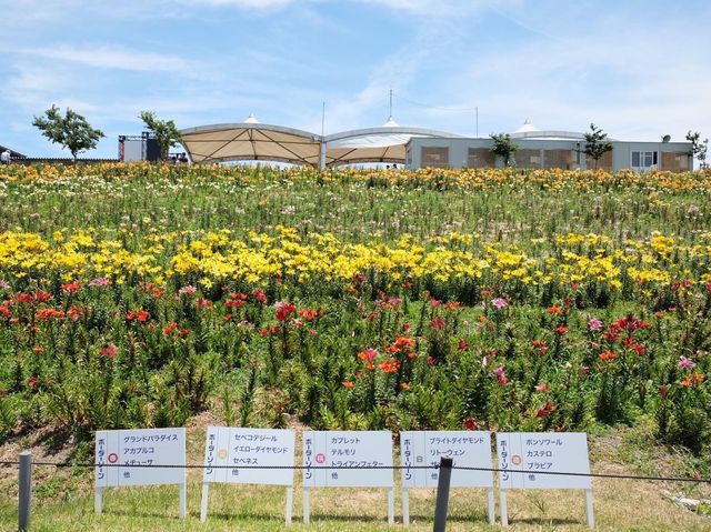 絕美的百合花園｜大阪