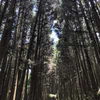 二萬坪：走入靜謐森林鐵道，享受豐富自然美景