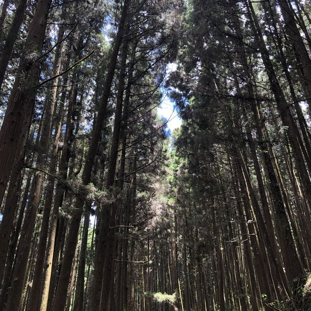 二萬坪：走入靜謐森林鐵道，享受豐富自然美景