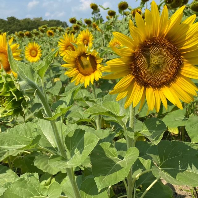 【大阪府】ひまわり畑で過ごす夏休み！