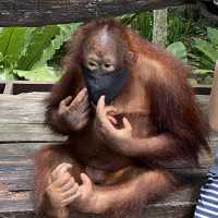 Hua Hin Safari Adventure Park