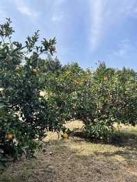 [제주] 애월 여행지 추천 비행기가 보이는 귤밭 🍊