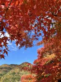 【大分紅葉】今が見ごろ🍁渓石園⛰