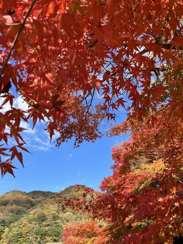 【大分紅葉】今が見ごろ🍁渓石園⛰