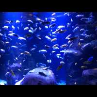 พามาเที่ยว New York Aquarium ค่ะ
