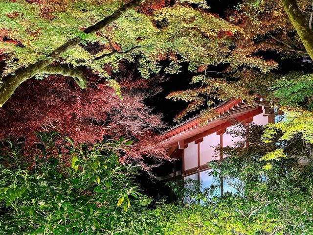 宝厳院ライトアップ