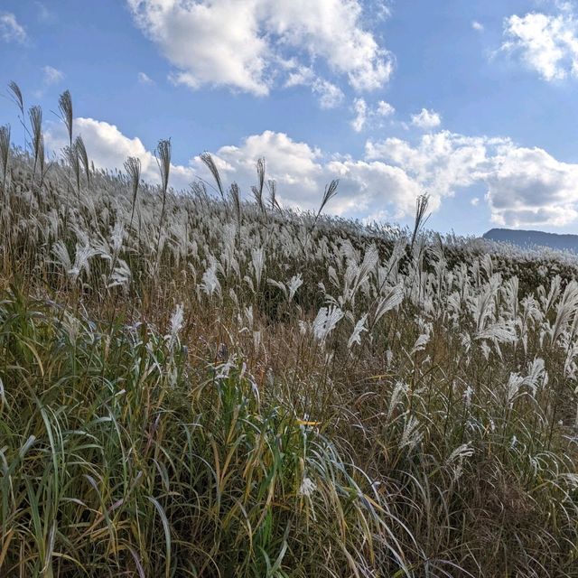曽爾高原