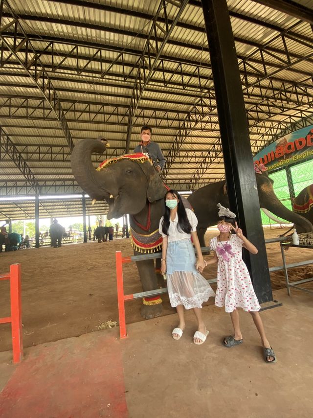 โลกของช้าง 🐘 สุรินทร์ซิตี้
