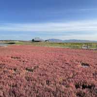 北海道北見市　ワッカ原生花園のサンゴ草