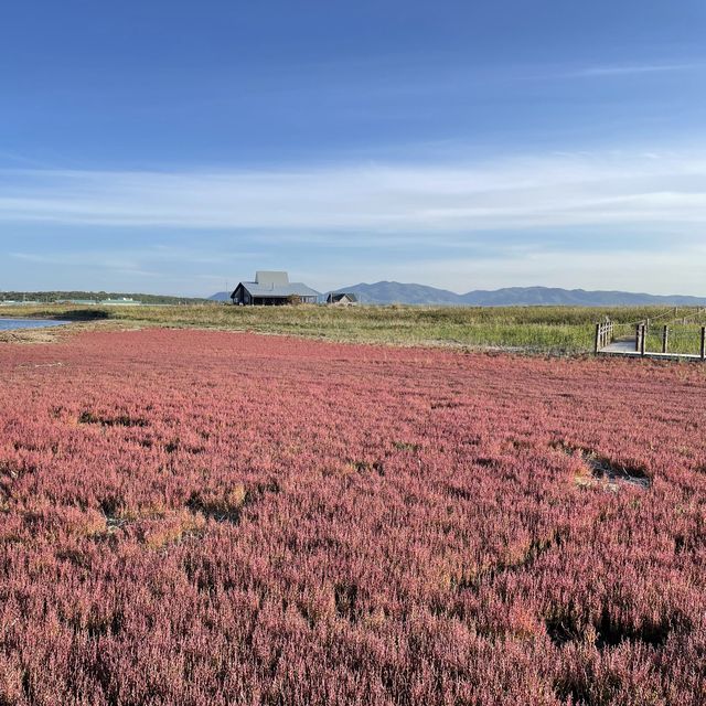 北海道北見市　ワッカ原生花園のサンゴ草