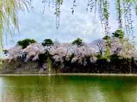 名城公園＆名古屋城でお花見🌸🌸