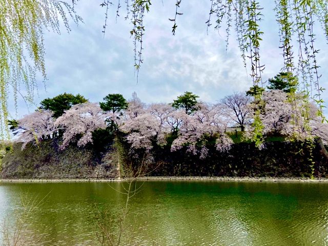 名城公園＆名古屋城でお花見🌸🌸