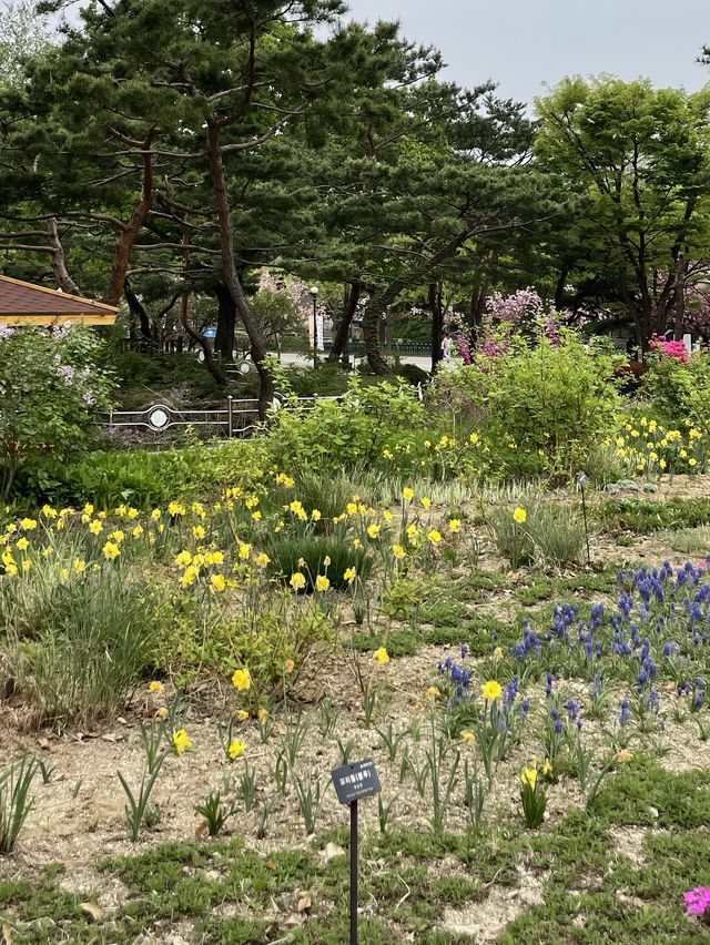서울대공원 동물원에 숨어있는 수선화 정원