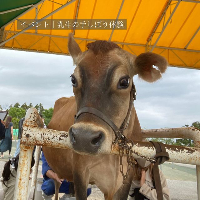 【千葉県】大人も楽しいマザー牧場