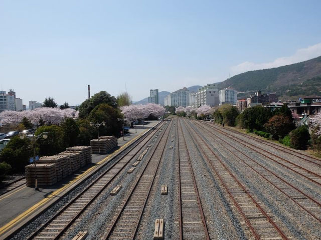 羅曼史之橋釜山余佐川🌸🌸
