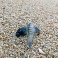 Shells and tiny creatures on shore