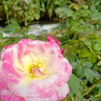 Underrated Rose Garden in Cameron Highland