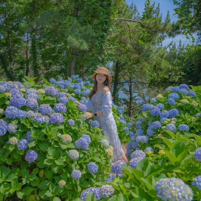 💙카페와 함께 수국을 즐길 수 있는 [거제도, 썬트리팜]