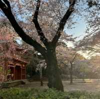 เทศกาลซากุระShimizu Park🌸🌸🌸