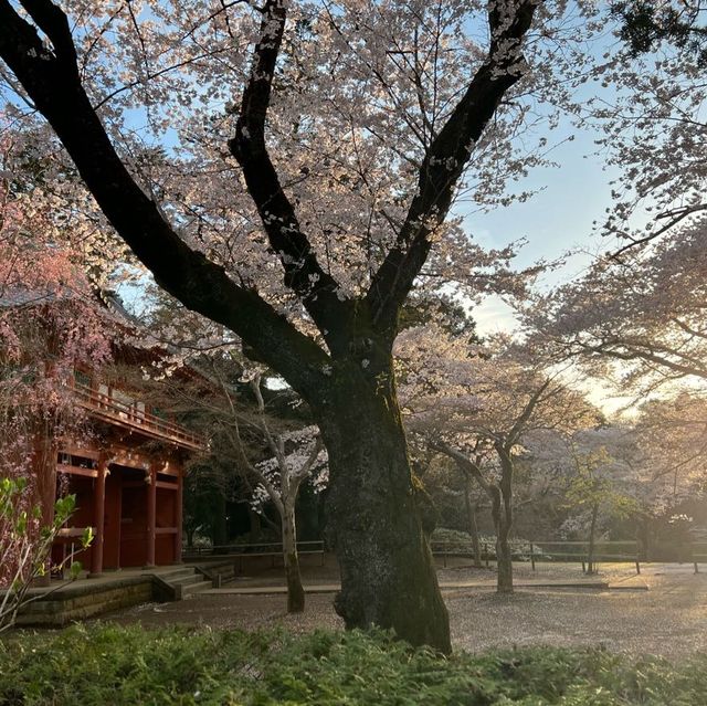 เทศกาลซากุระShimizu Park🌸🌸🌸