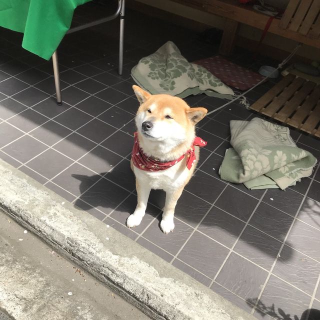 【奈良県】吉野山　金峯山寺いろいろ散歩