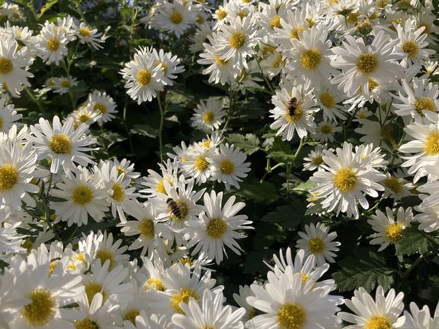 스페인 마을에서 꽃구경하기🌸🌺