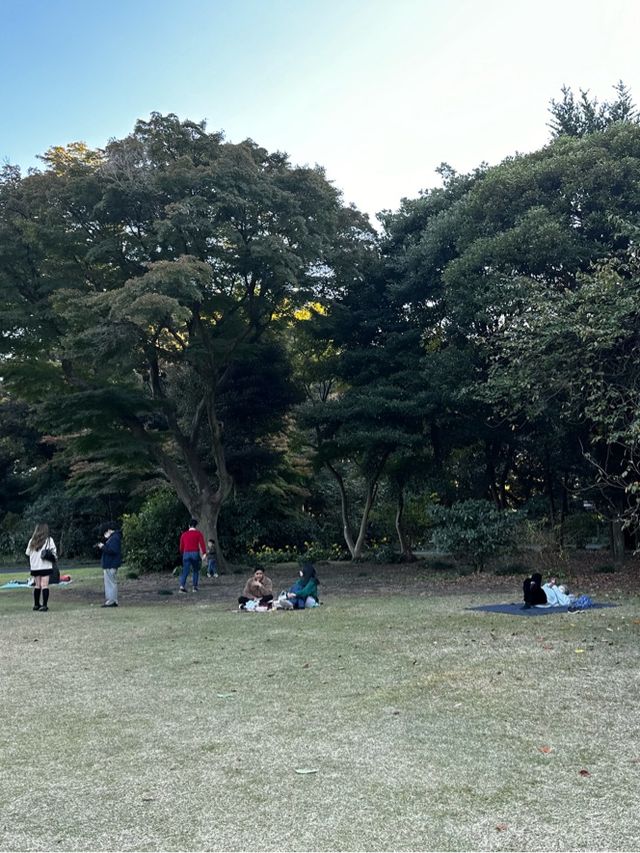 도쿄 신주쿠 도심속의 오아시스!🏞️ 신주쿠 교엔