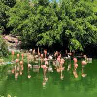 ชมความน่ารักของสัตว์โลกที่ King’s garden 