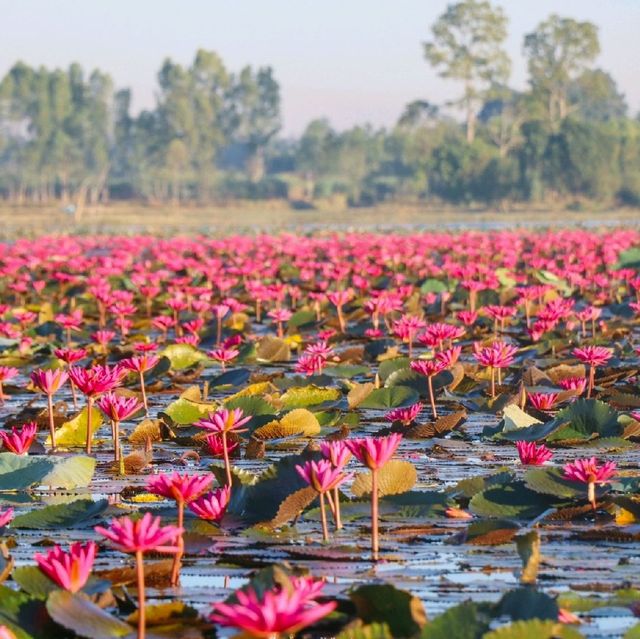 ทะเลบัวแดง จังหวัดกาฬสินธุ์