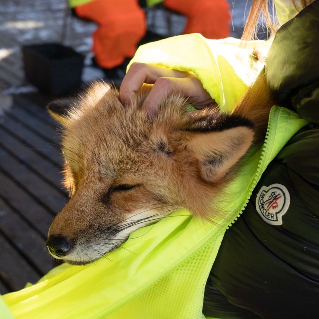 值得一去嘅狐貍村🦊🦊