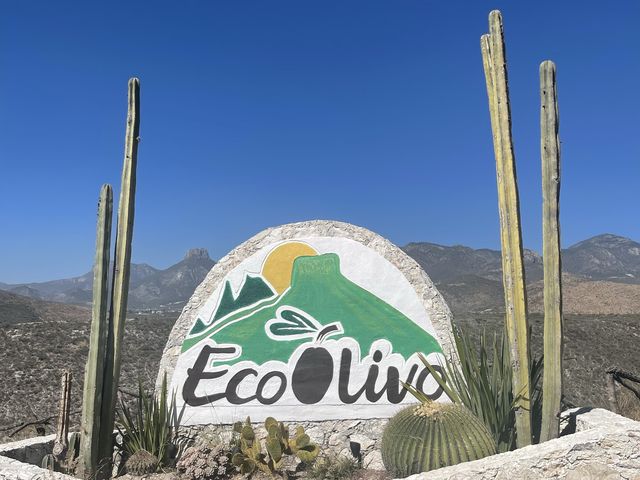 El Olivo🌵 Eco Olivo