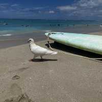 Waikiki Beach- Oahu’s most famous beach 