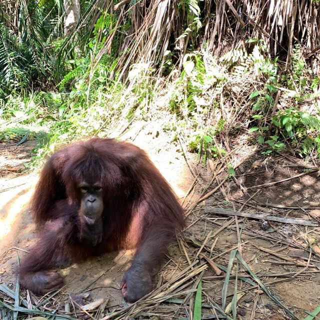 Bukit Merah Orangutan island 