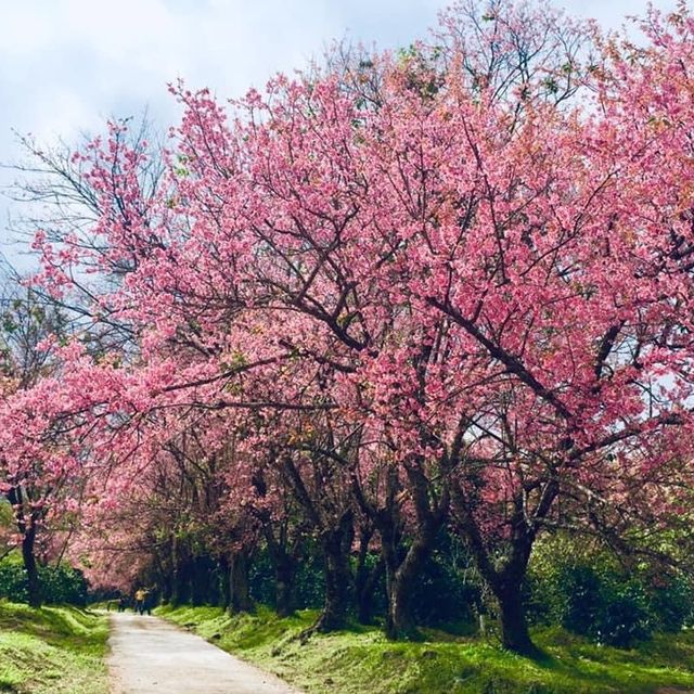 🌸 BEAUTY THAT BLOOMS  🌸