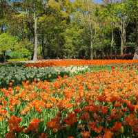 Tulip Paradise in Shanghai