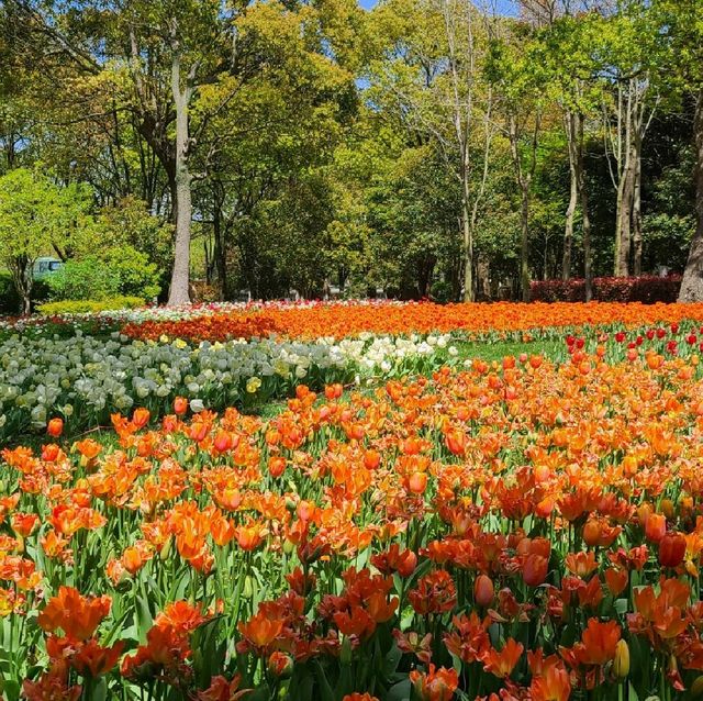 Tulip Paradise in Shanghai