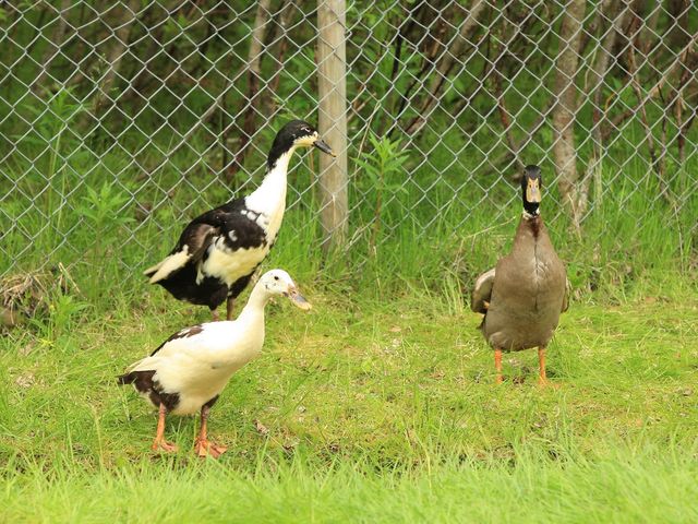 挪威北極動物園