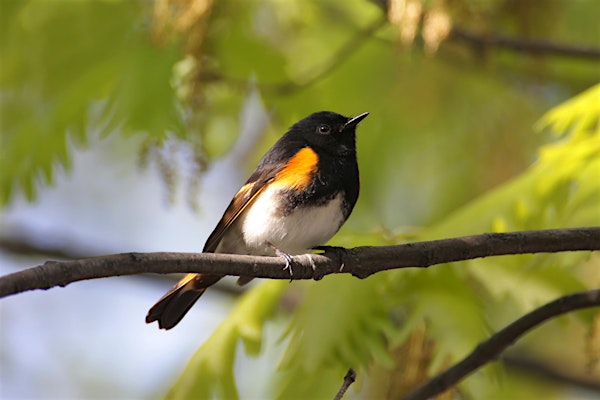 BIRD SURVEY WALK IN MATTAPAN ALONG THE NEPONSET | Mattapan